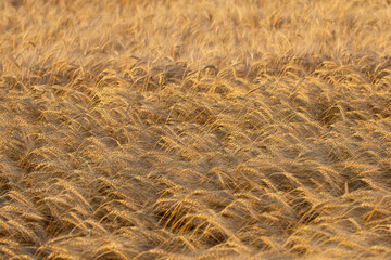 A view of a field of wheat plants, seen in Manitoba, Canada.
