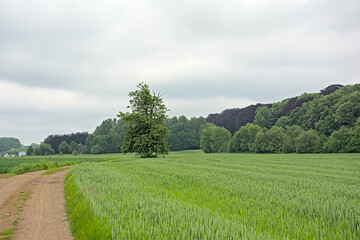 Farmland and forest on a cloudy summer day near Gontrode, Flanders, Belgium 
