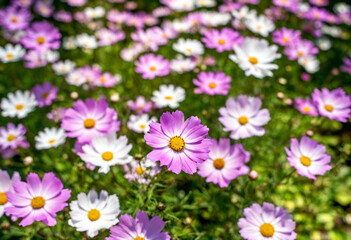 Obraz premium Whimsical Awakening: A quiet forest in spring with flowers that defy expectationsoversized petals with rainbow gradients or shimmering metallic accents. Light filters through translucent leaves, creat
