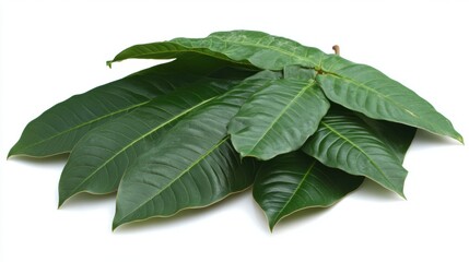 Obraz premium Close-Up of Fresh, Lush Green Leaves Piled Together on a White Background