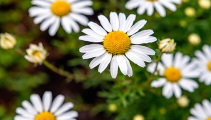 Obraz premium HD macro photography of dew-covered daisies in the early summer morning.
