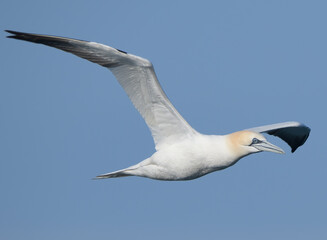 Fou de Bassan en vol en Bretagne - France