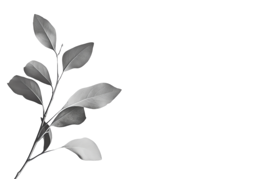 A beautiful sprig of green leaves with a sleek design on a white isolated background, showcasing the elegance of nature in a minimalistic style.