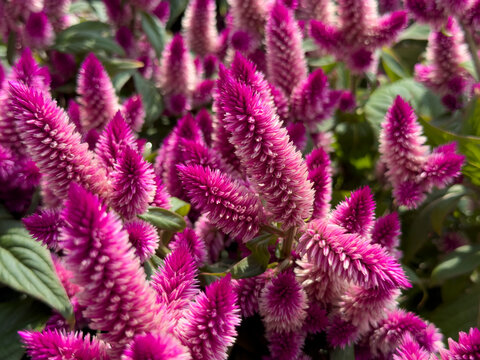A closeup view of some celosia flowers, on display at the nursery.
