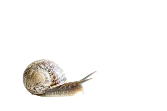 A close-up of a snail, featuring its spiraled shell and elongated body, against a clean white background for a striking visual appeal.