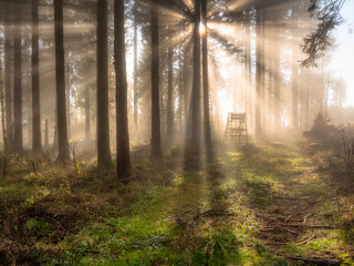 Obraz premium Misty morning in the forest