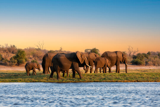 This fantastic sunset painted this herd of elephants who came to dring along the Chobe river in deep orange colours; this is African at its best.