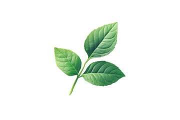 Obraz premium A green plant leaf with intricate veins, isolated on a white background, showcasing its natural beauty and freshness.