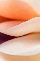 Fototapeta premium Soft, layered petals display gentle hues, creating serene and de
