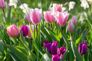 Fototapeta premium Bright pink and purple tulips basking in sunlight, surrounded by fresh green leaves, symbolize the essence of spring awakening. Vibrant tulips display captures nature s renewal and seasonal beauty