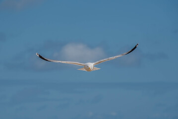 seagull soaring
