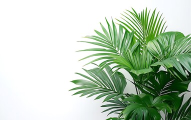 Lush green palm leaves against white wall; home decor
