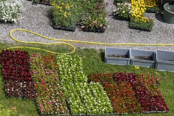 plantation de fleurs