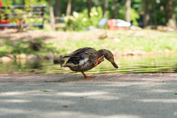 female mallard duck, a common waterfowl species in North America scratches itself with its webbed feet in a public park