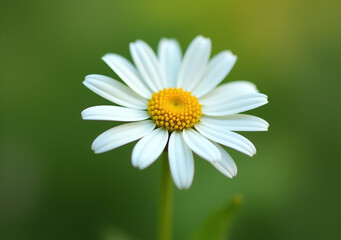 Fototapeta premium delicate daisy flower center surrounded soft petals slender