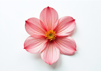 Fototapeta premium flat flower design simple pressed texture isolated crisp white