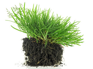 Young green grass with soil isolated on a white background. Green grass with roots and worms.