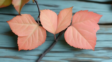 Delicate coral leaves branch against a teal background