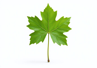 single grape leaf stands bright white background perfect simplicity elegance
