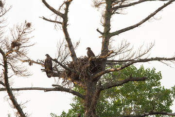 A view of some juvenile bald eagles perched near the nest.