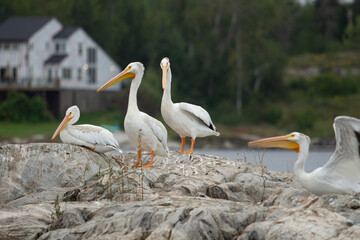 A view of a group of American white pelicans on a rocky outcrop.