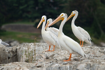 A view of a group of American white pelicans on a rocky outcrop.