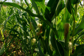 A view of an ear of corn growing in a field of corn plants.