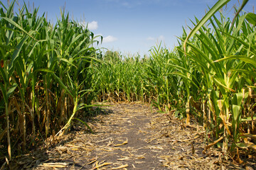 A view of the pathway through a corn maze, seen in Winnipeg Manitoba.