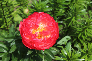 Coral Charm. Peony in the garden. Shot of a peony in bloom works perfectly with the green background. Spring background. Blooming, spring, flora. Flowers photo concept. Greeting cards.