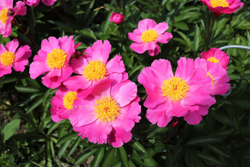 Anna Falcka. Peony in the garden. Shot of a peony in bloom works perfectly with the green background. Spring background. Blooming, spring, flora. Flowers photo concept. Greeting cards.