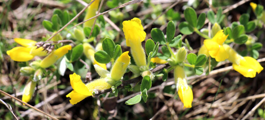 Chamaecytisus blooms in the wild
