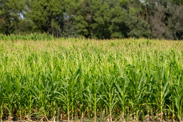 A view of the tops of a growing corn plants, seen in a field in Winnipeg, Manitoba.