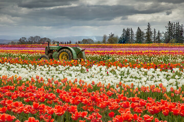 Somewhere Over the Rainbow