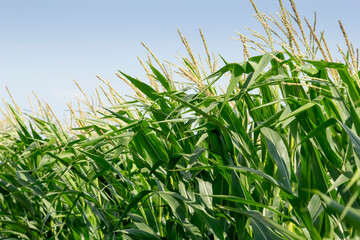 A view of the tops of a growing corn plants, seen in a field in Winnipeg, Manitoba.