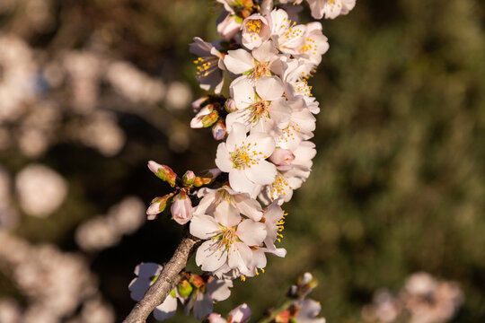 Amandier en fleurs, gros plan sur une branche
