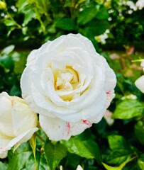 white rose in garden
