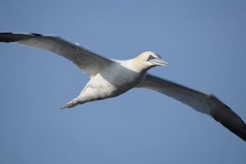 Fou de Bassan en vol en Bretagne - France