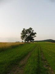 Obraz premium lonely tree on a hill