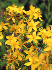 In the wild bloom hypericum perforatum