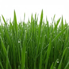 Fresh dew on lush green grass blades under white sky