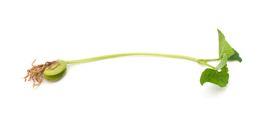 Sprouted beans with roots and leaves.