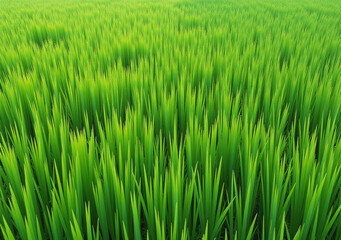 Obraz premium high quality green grass textures natural backgrounds ideal