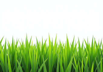 Fototapeta premium isolated green grass field white background used visual product display precise clipping path