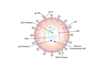 Human Immunodeficiency Virus (HIV) Structure Science Design. Vector Illustration.