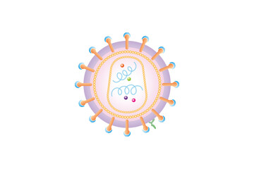 Human Immunodeficiency Virus (HIV) Structure Science Design. Vector Illustration.