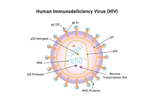 Human Immunodeficiency Virus (HIV) Structure Science Design. Vector Illustration.