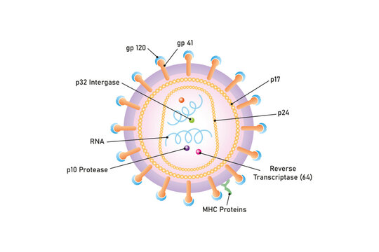 Human Immunodeficiency Virus (HIV) Structure Science Design. Vector Illustration.