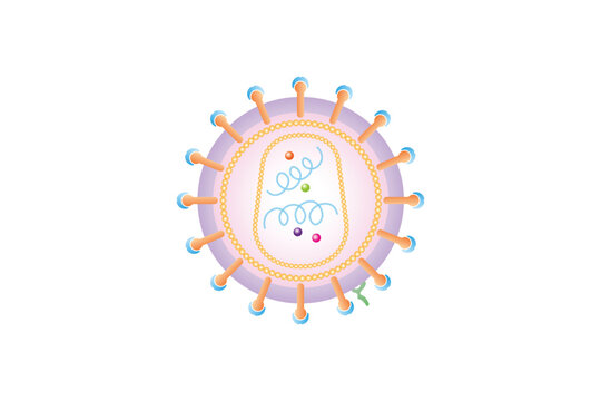 Human Immunodeficiency Virus (HIV) Structure Science Design. Vector Illustration.