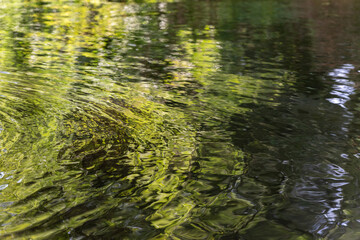 Trees mirroring in the Spree, Spreewald, Germany
