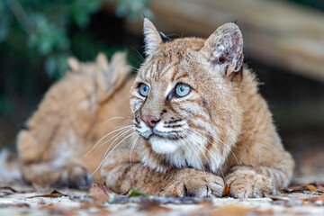 portrait of a lynx